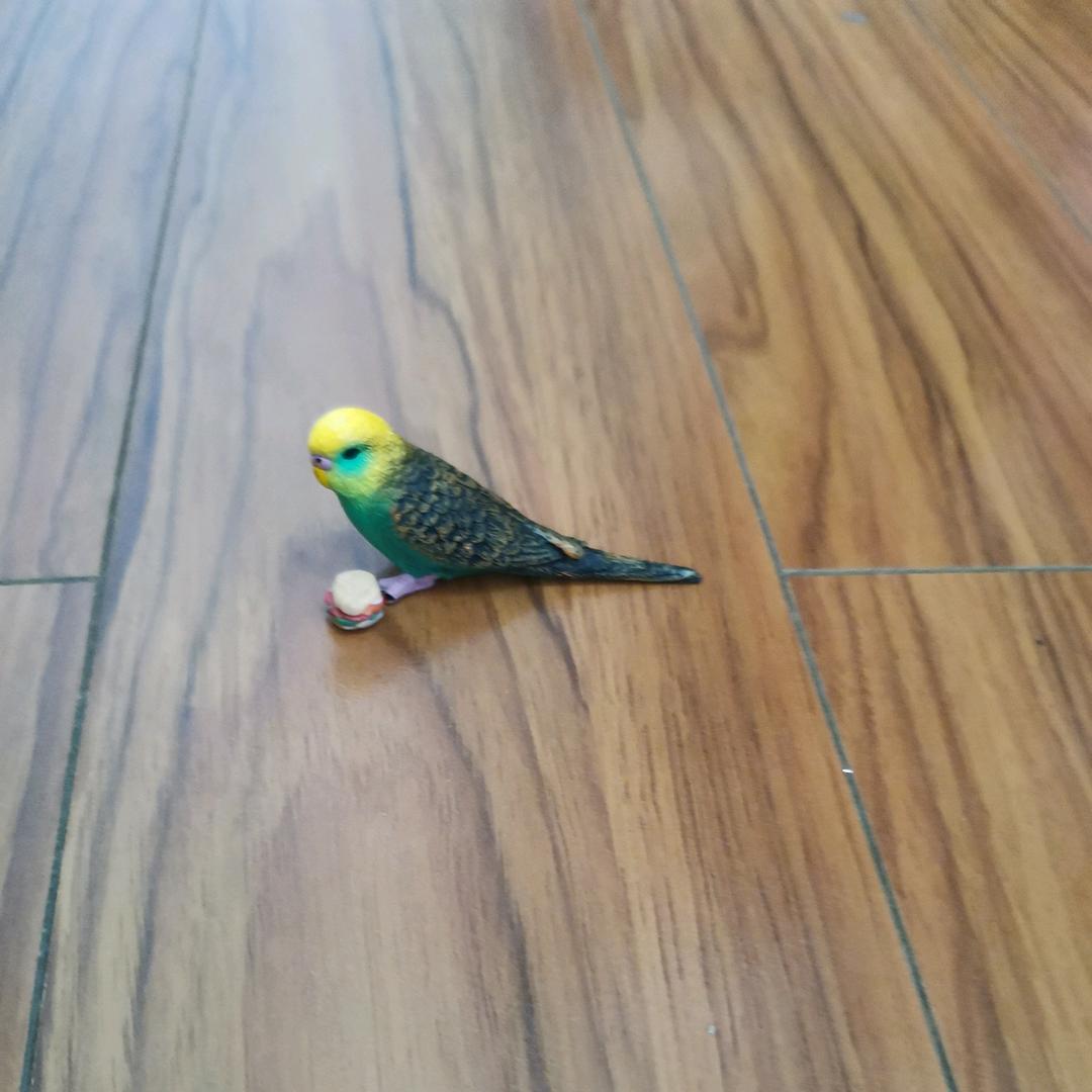 蓝莓青菜小鸟