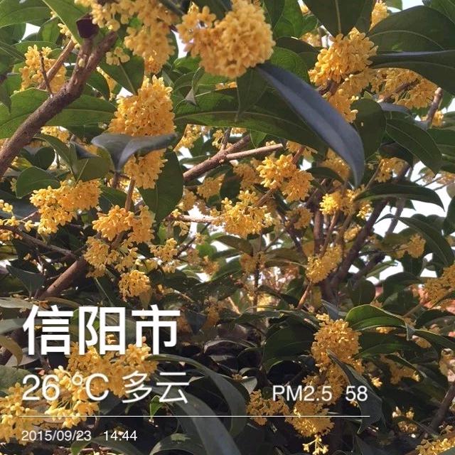 潢川金桂