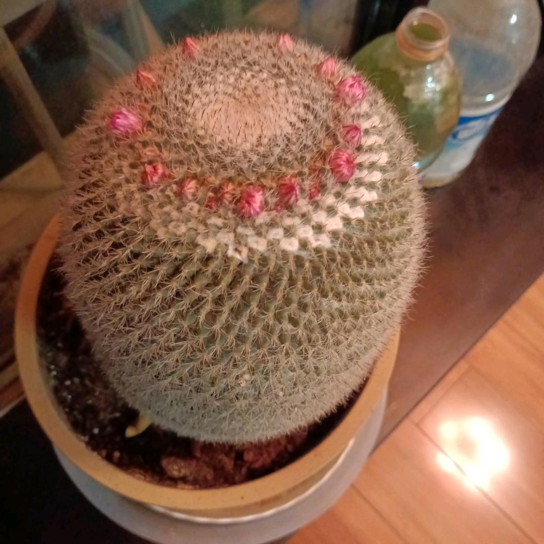 洋洋