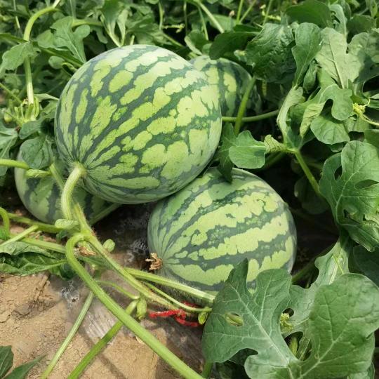 青春…是右手礼的骄傲