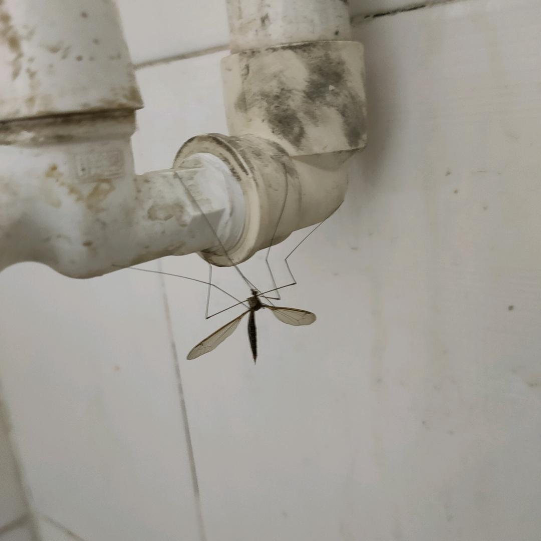 唐人头像
