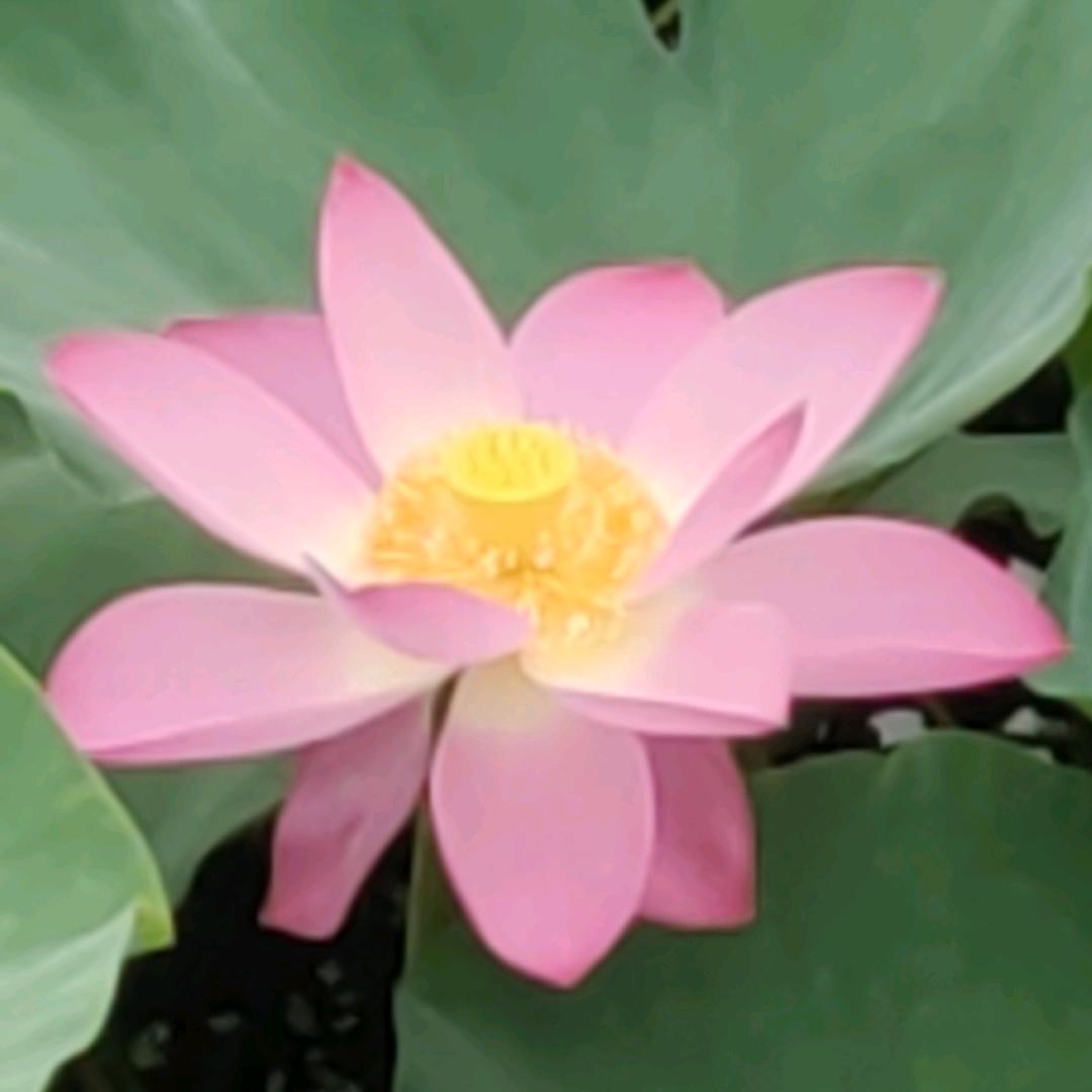 孤身撑起一片天