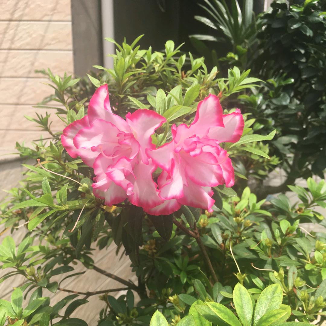 好  心    情