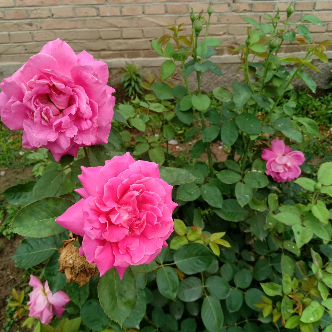春暖花开