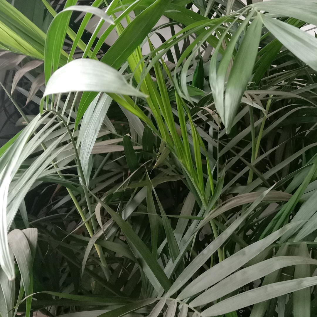逯长才