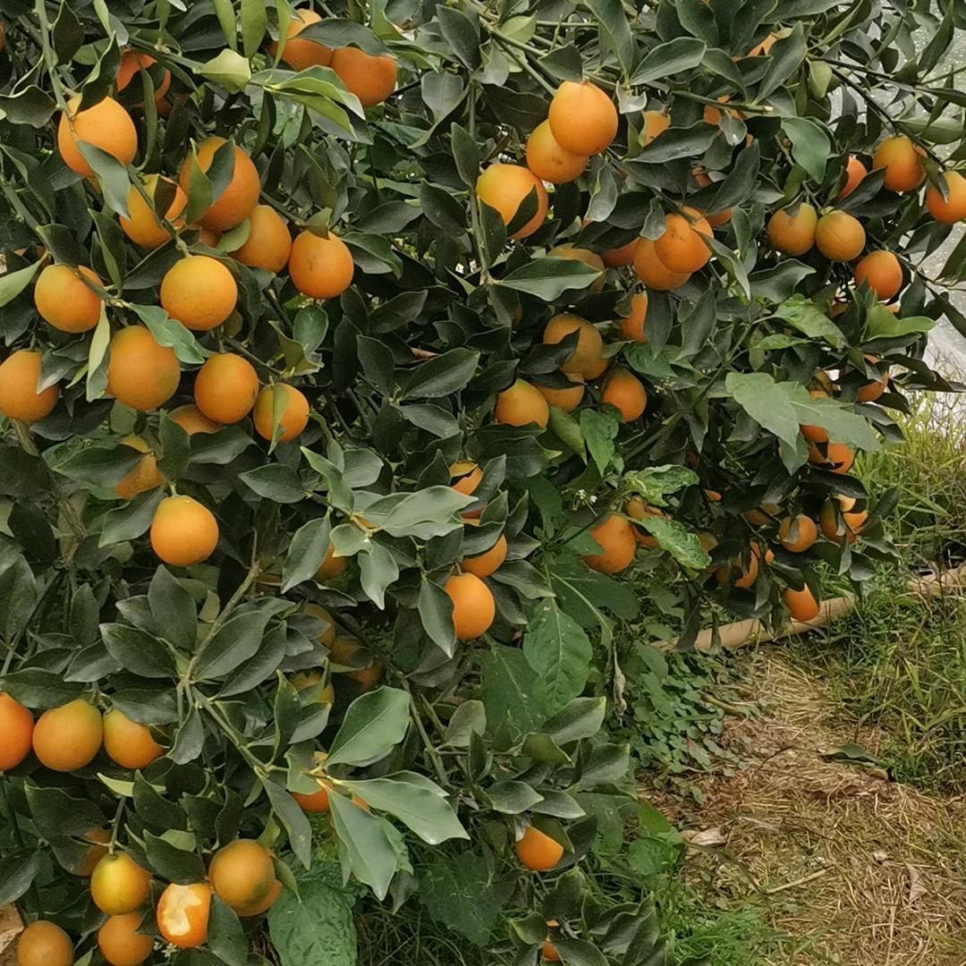 融安脆蜜，柳富果业！