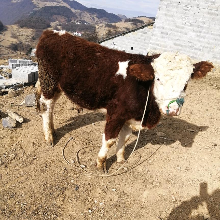 长阳冷冲养殖专业合作社