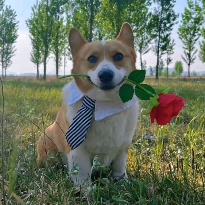 回收苹果手机废板硬盘