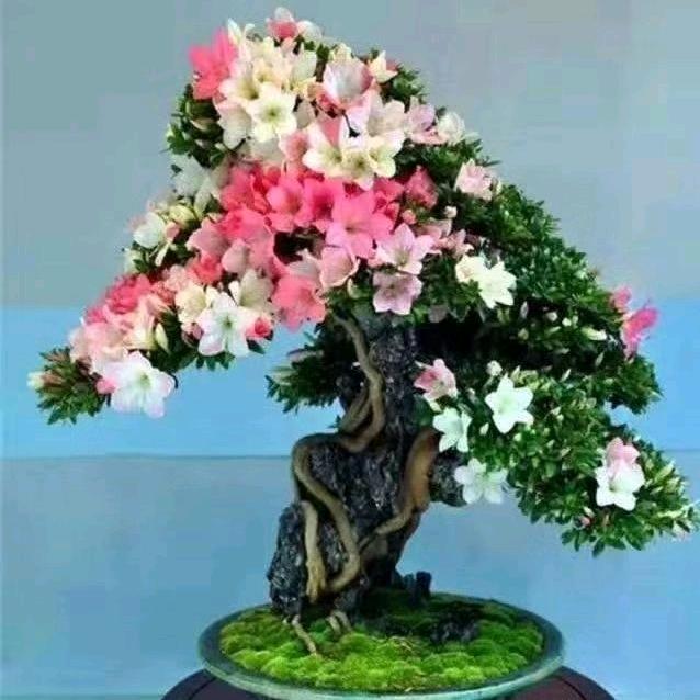 麻辣烫胖叔叔c