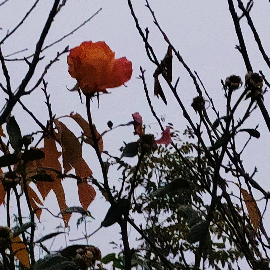 朱慧娜(不闲聊)