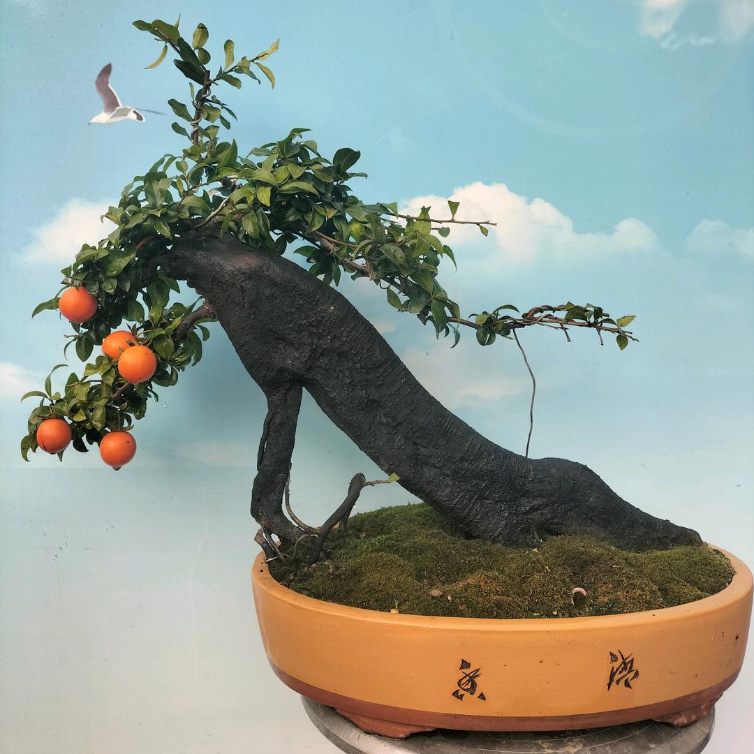 醉爱金弹子 君子兰