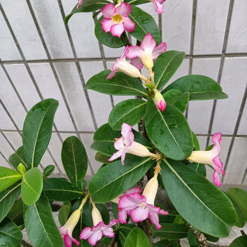 菜菜一智