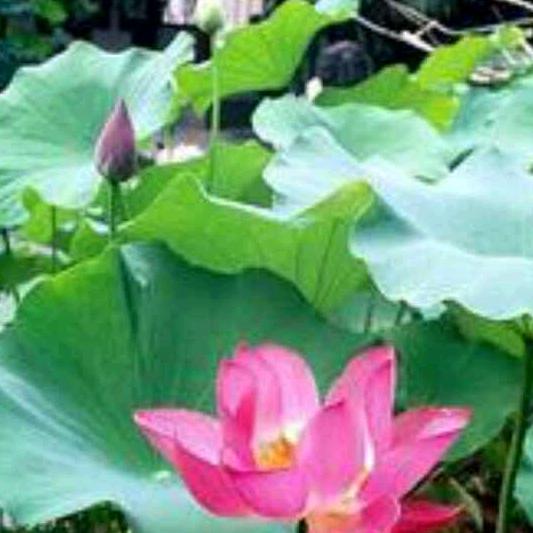 山清水秀：