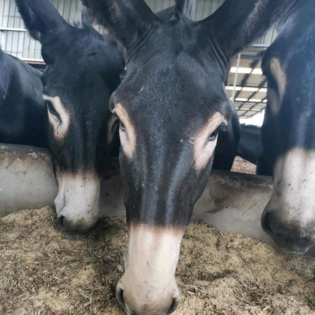 批发零售驴肉系列