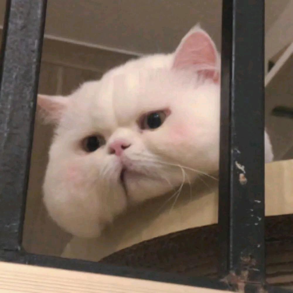 Shine eyes