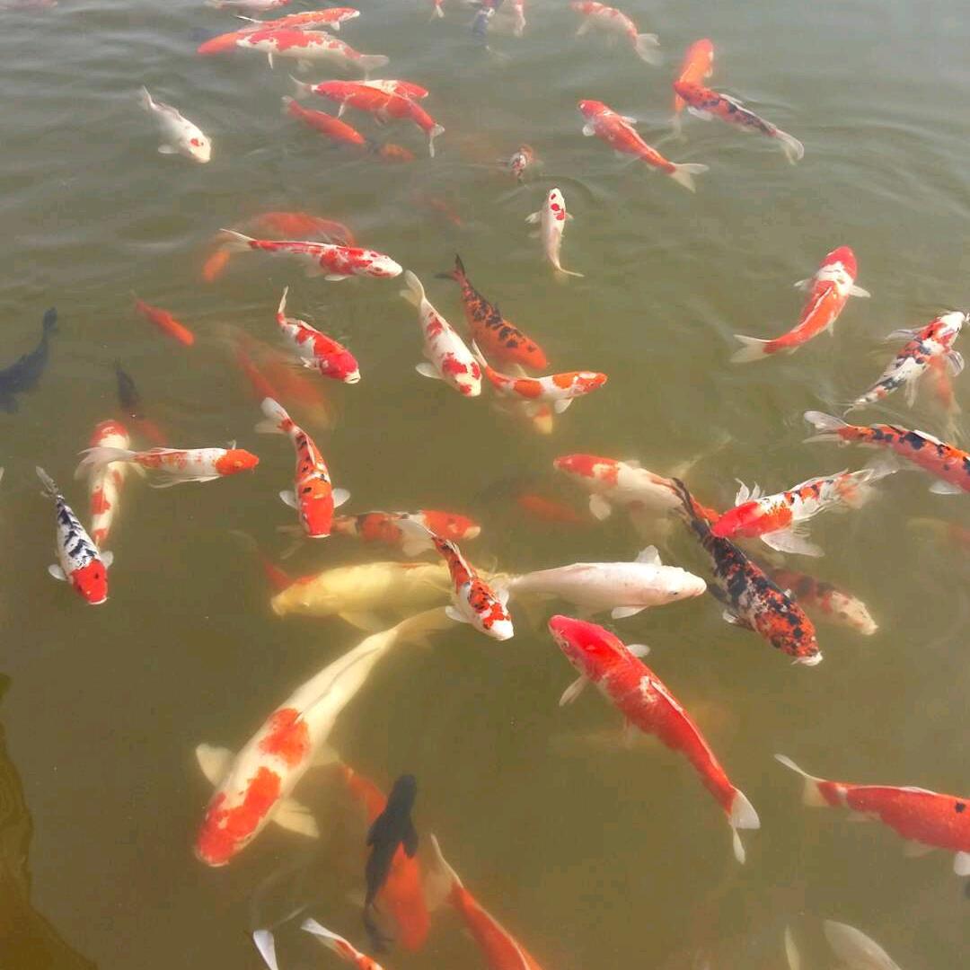 如意吉祥
