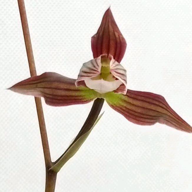 良兄