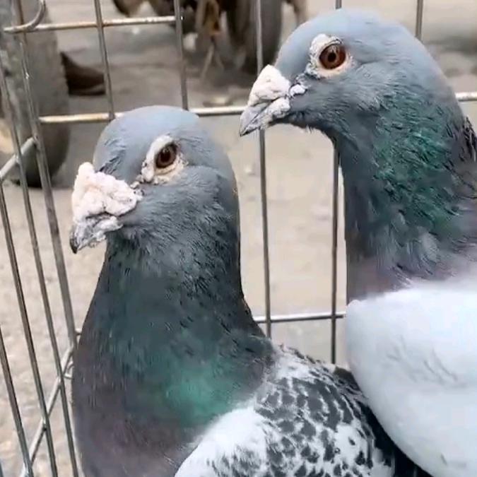 爱鸽宠物