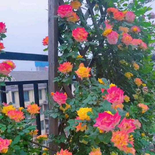 先学会不生气，再学会气死人😄！