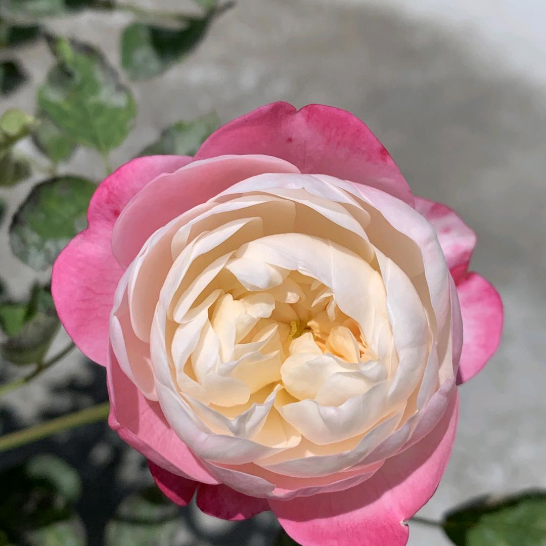 志洁行芳
