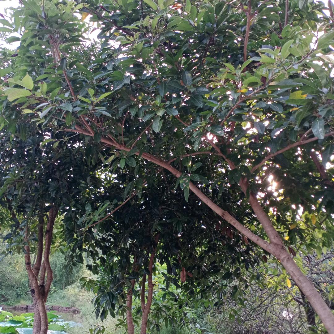 苍狼