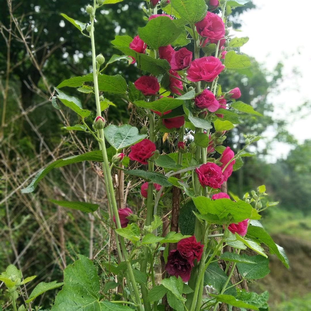 爱荣