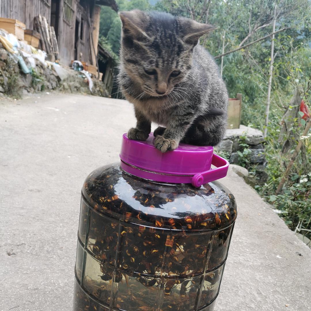 立哥蜂业小铺