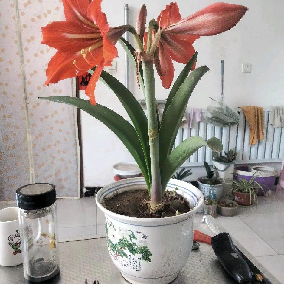 永不言败的苍狼