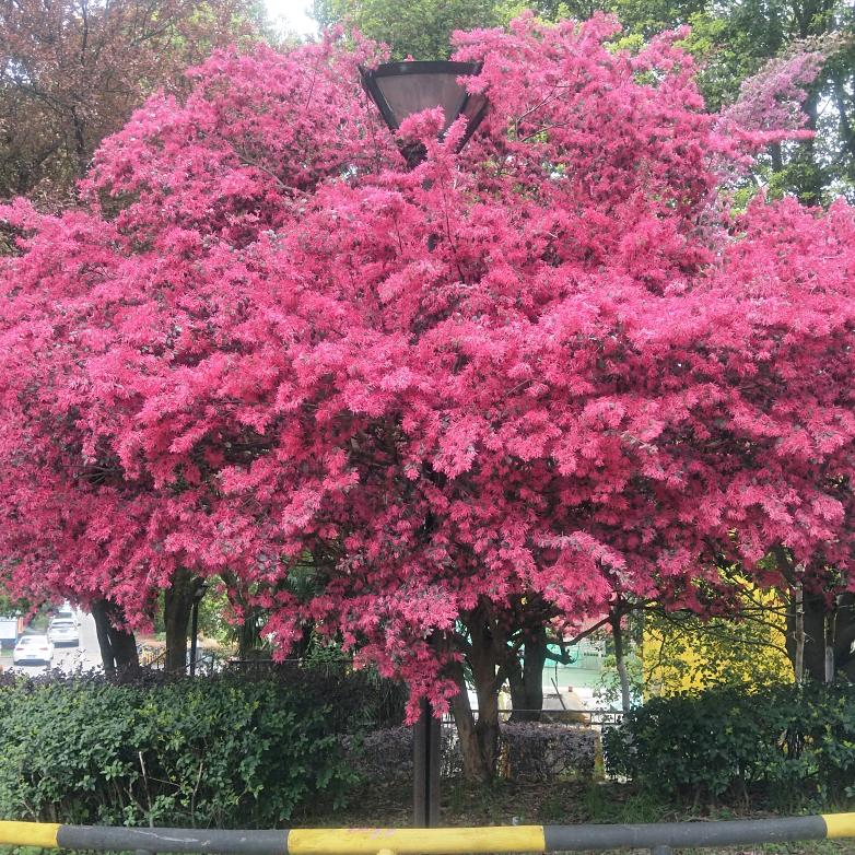 开心就好🌹🌹🌹幸福快乐