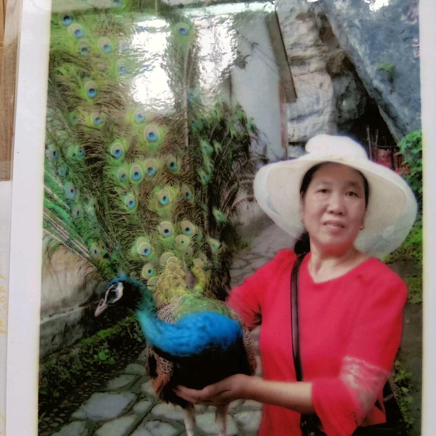 春草兰兔