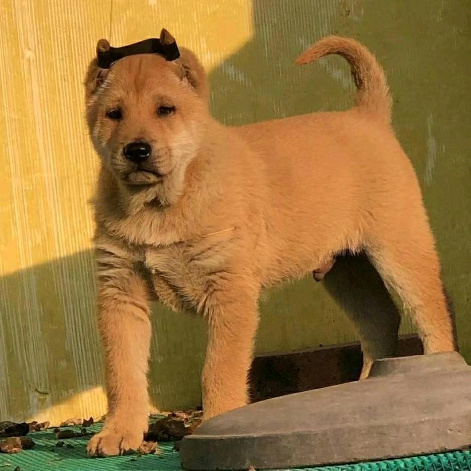 广西波哥 田园土猎犬