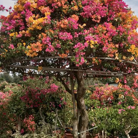 缘起花香木鱼石！马来顺芯园林