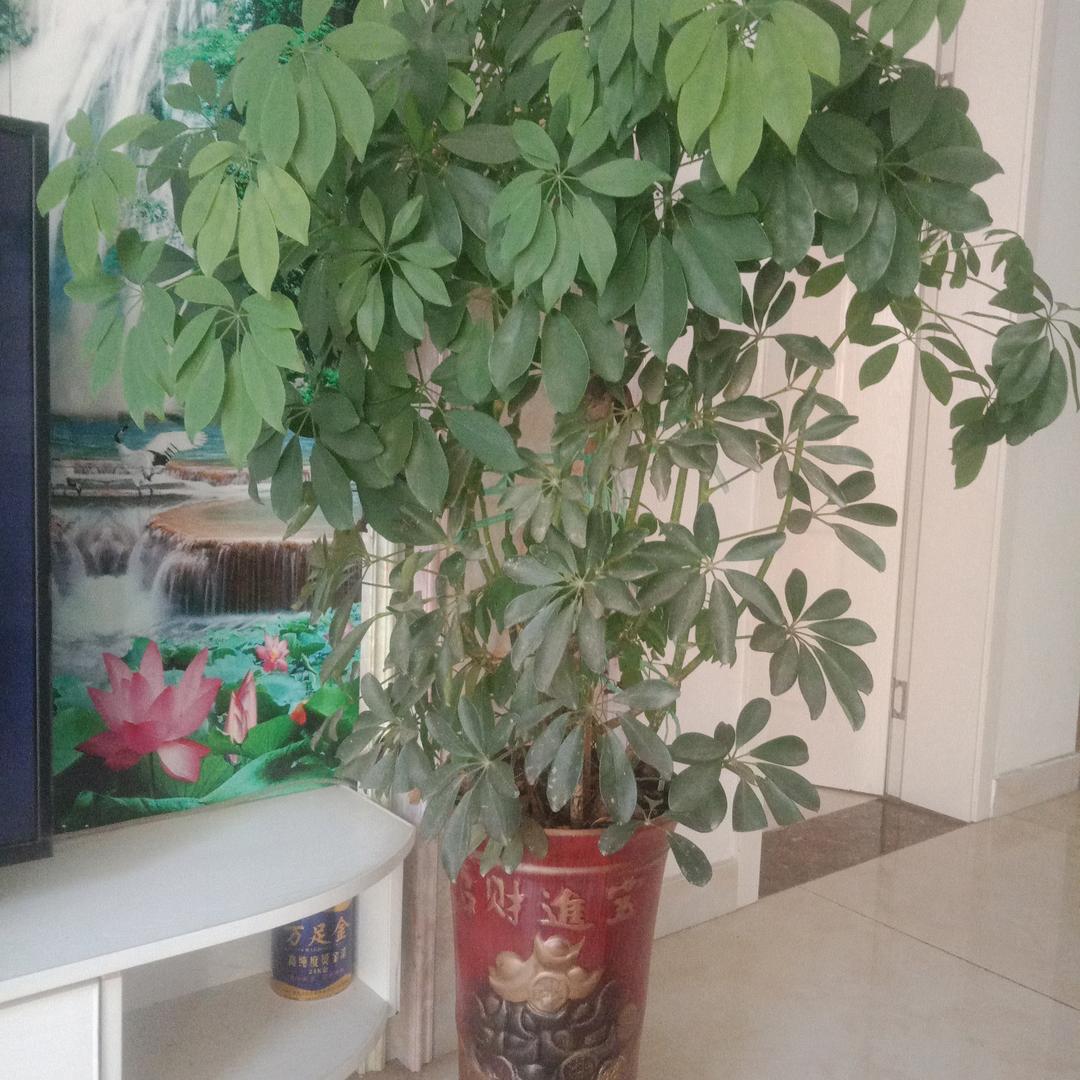 刘河三合检测车辆三哥