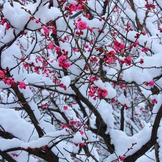 “踏雪寻梅”《才艺女中音》