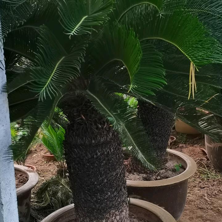 菏泽单县杨楼园艺场的小店个体店