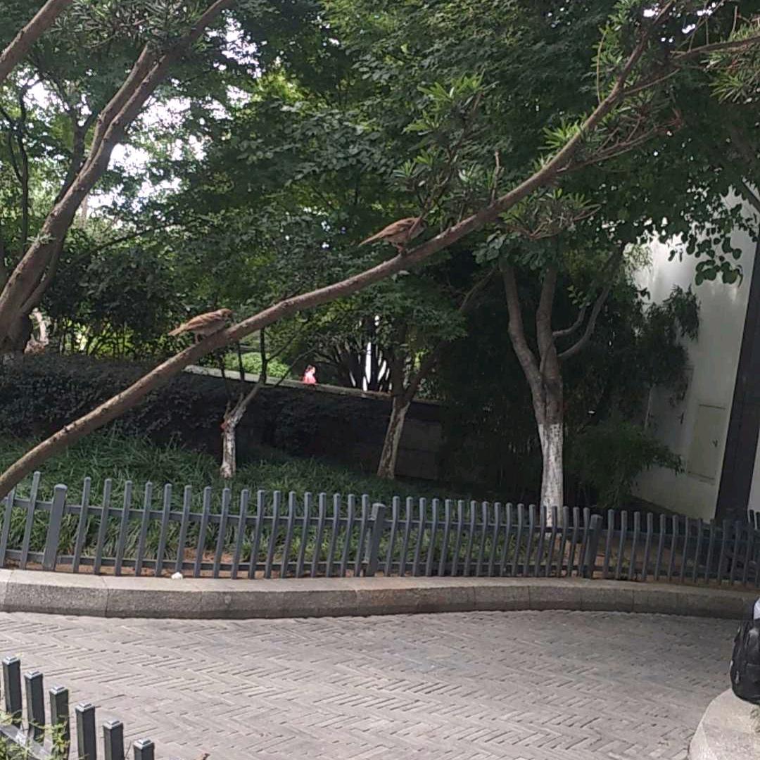 橄榄树