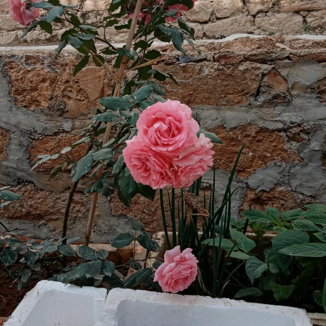 有李就是幸福🦋