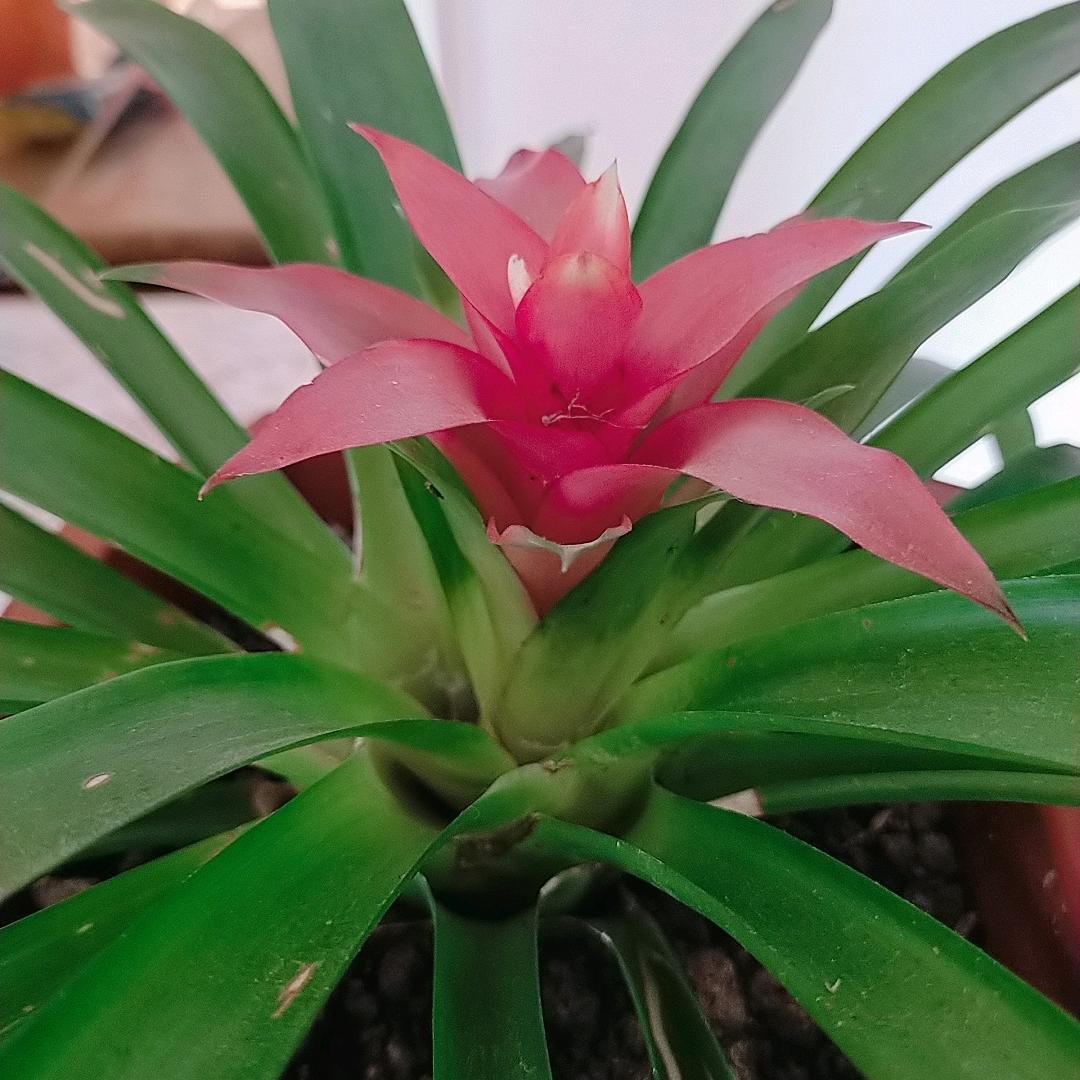 诺诺奶奶🌹🌹🌲🌲