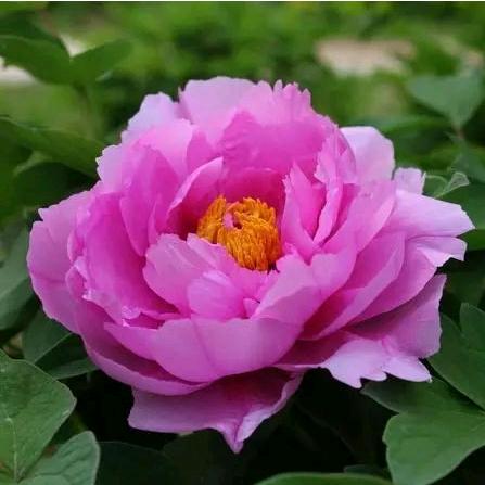 陌上花开花卉