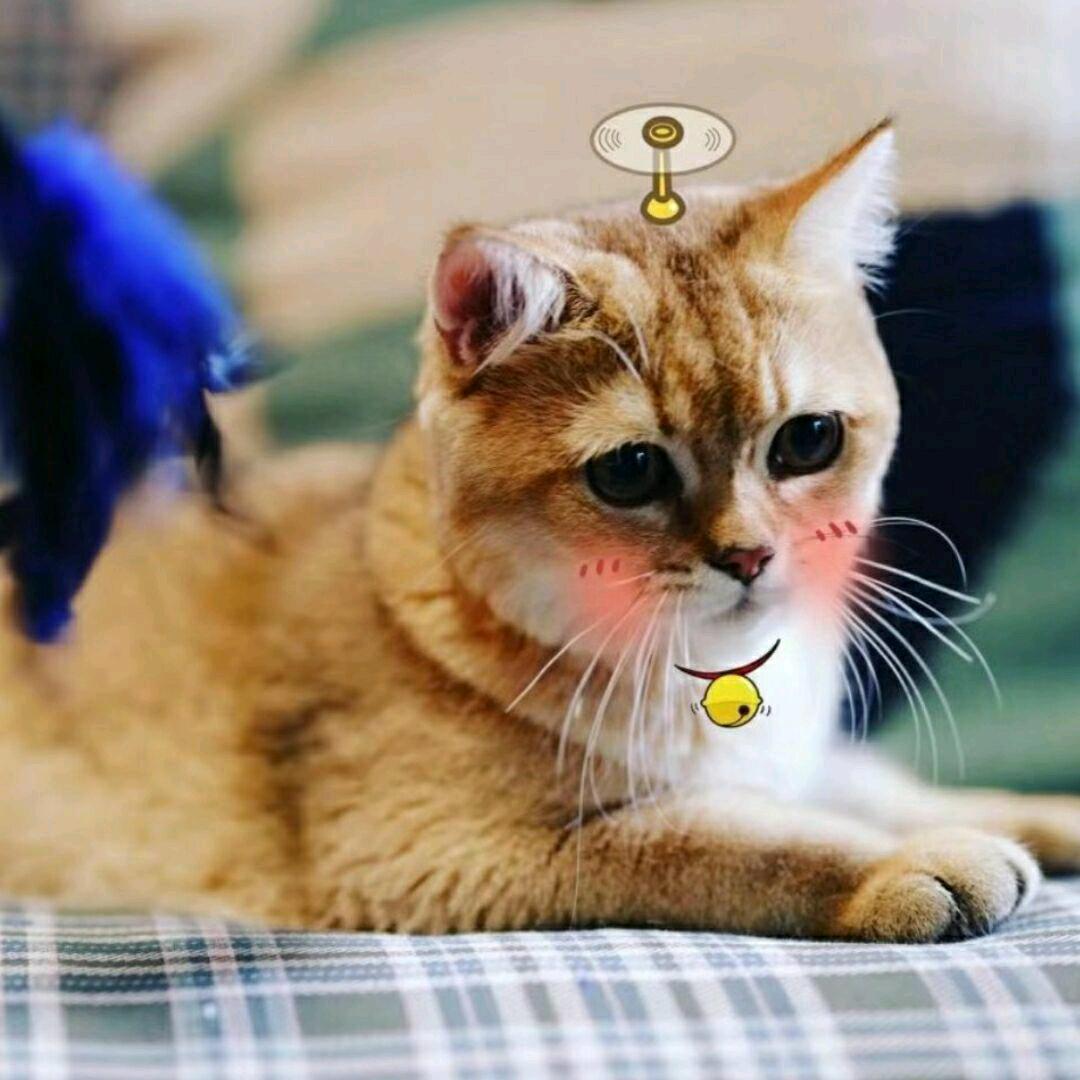 清晨的一抹阳光々🌸