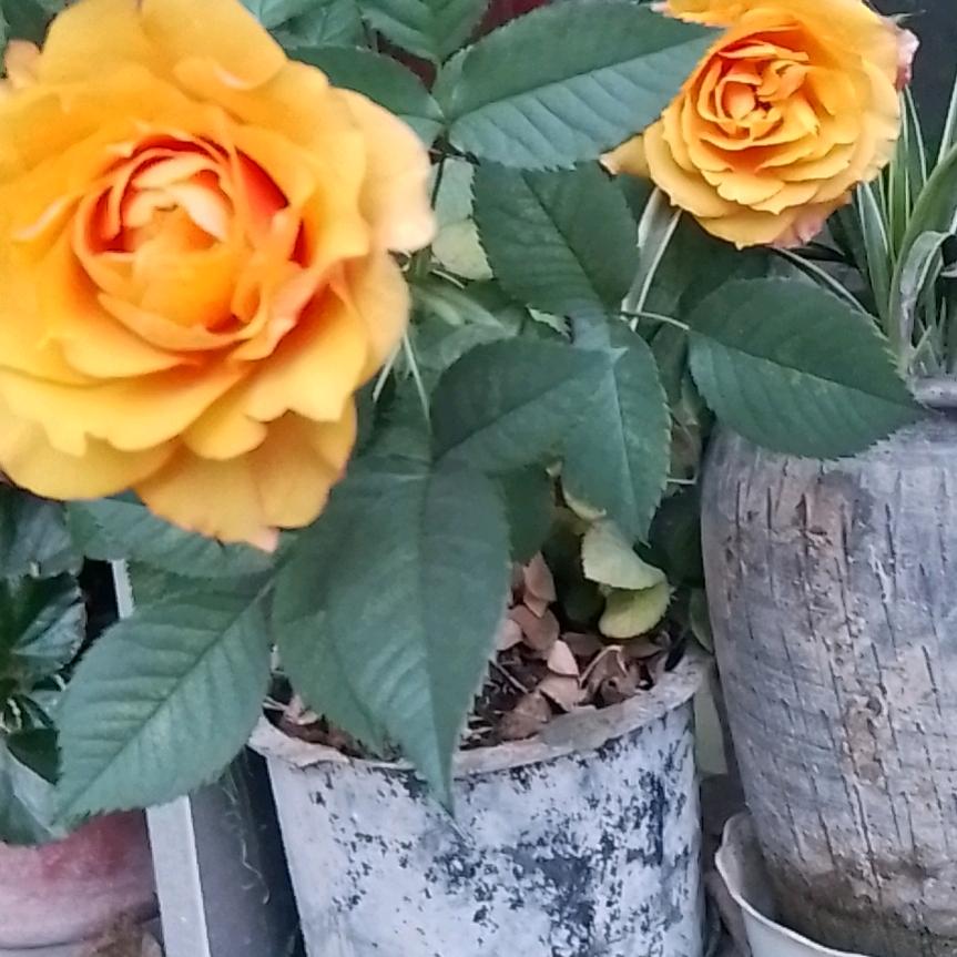 天凉好个秋