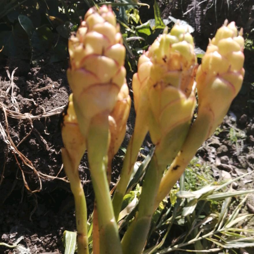 大埔西河妹农家自产自销有机蔬菜特产