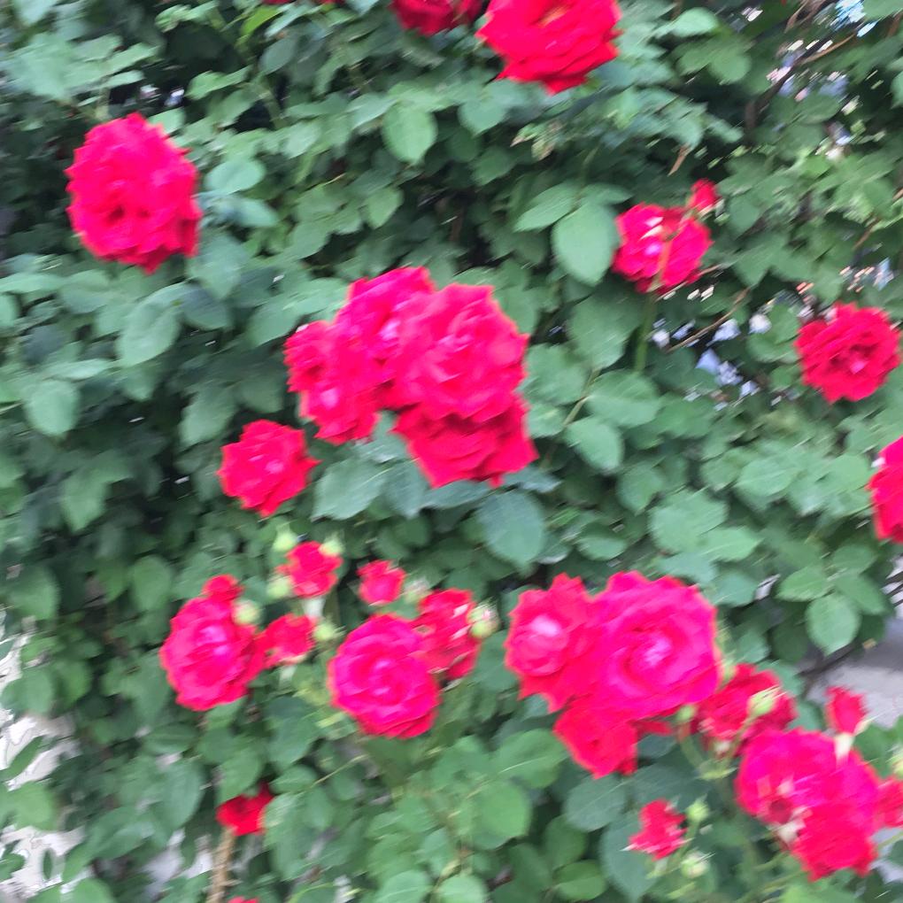 谢菊英