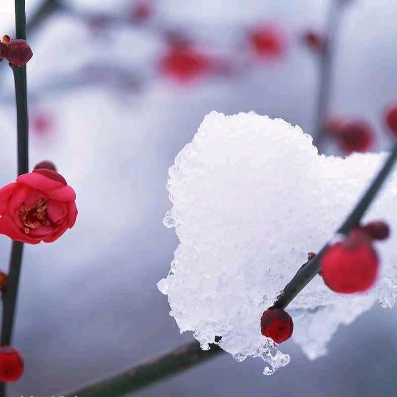 踏雪寻梅