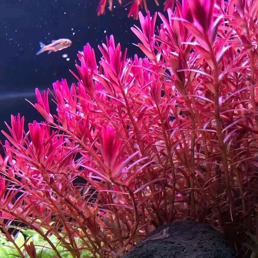 卖水草的屠夫
