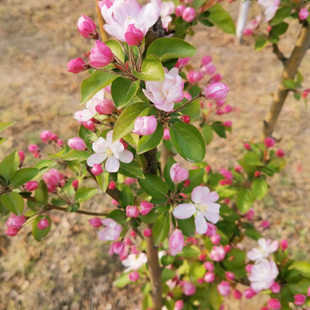 人间四月芳菲尽！