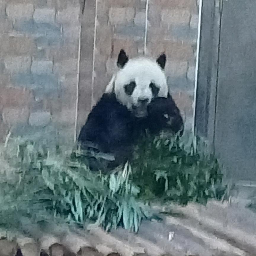 开心仔仔