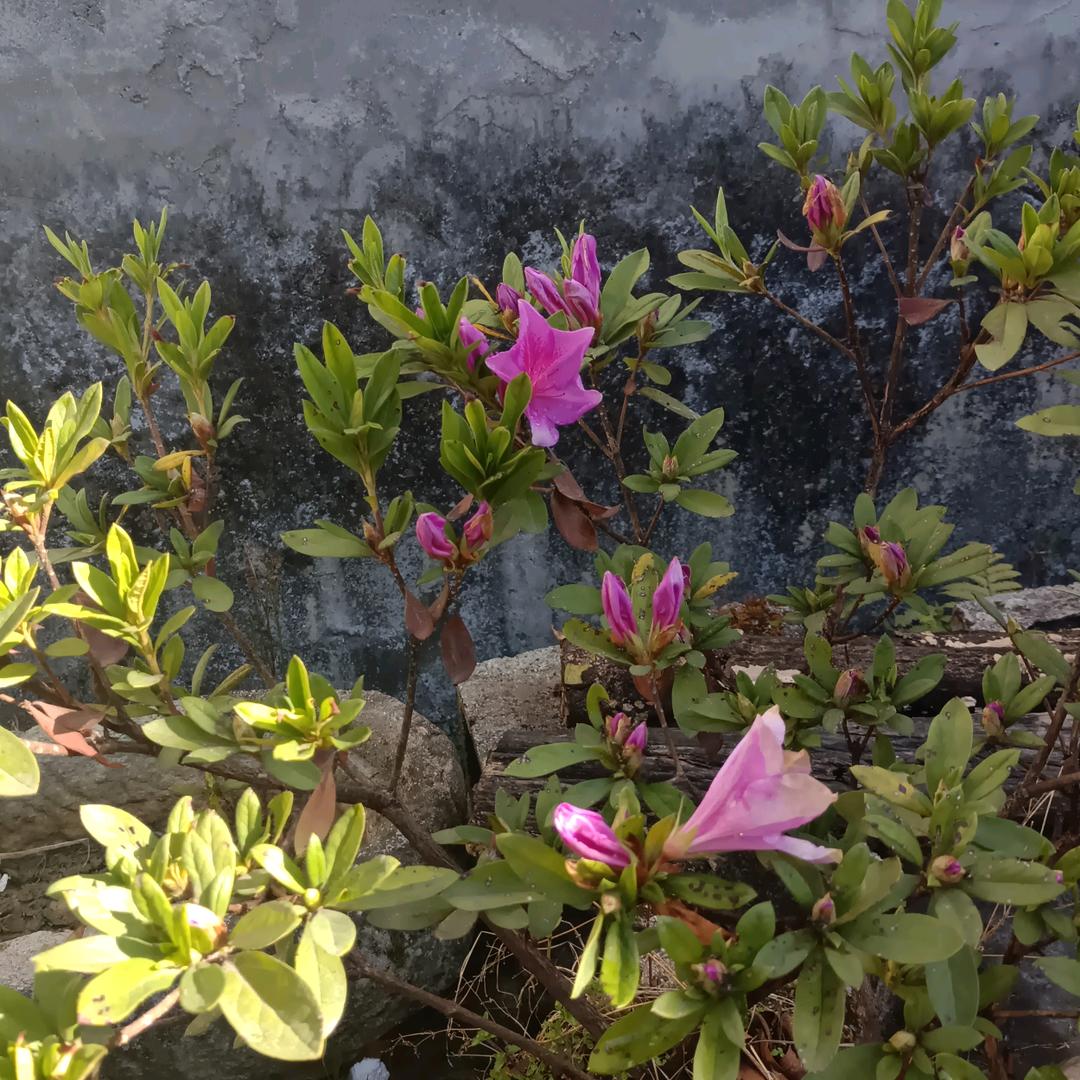 靈华雅苑绿植花卉