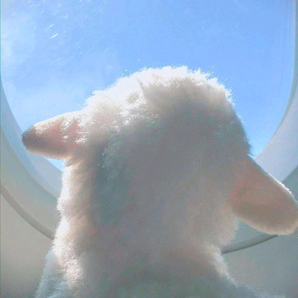 三只追星的羊