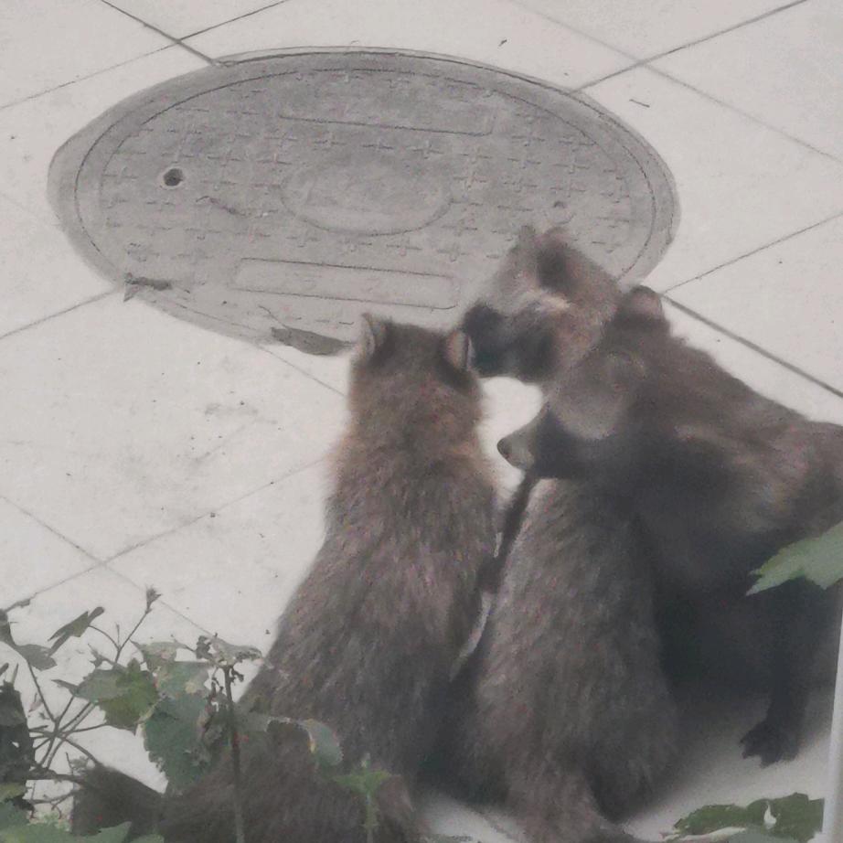 貉貉们的好邻居